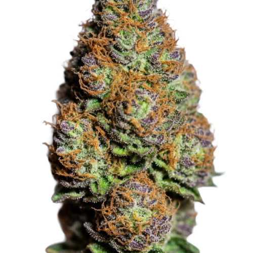 Citradelic Sunset Bud Transparent