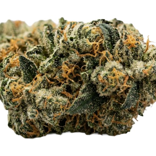 Exodus Cheese Bud Transparent (fixed)