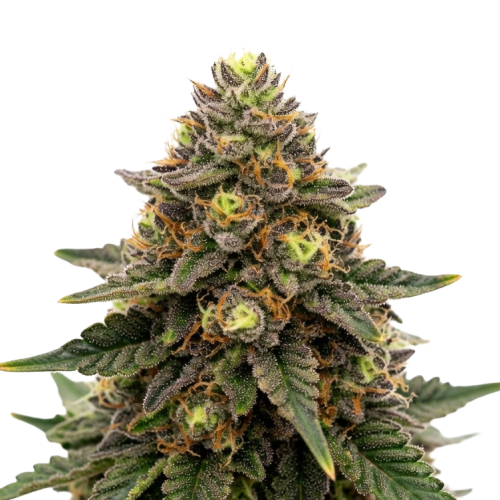 Grape Diesel Bud Transparent