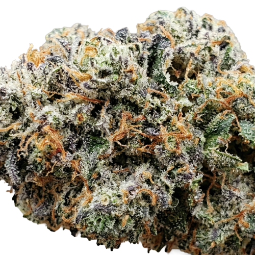 Tropical Punch Bud Transparent