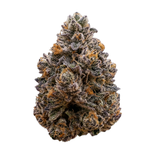 Cherry Whip Bud Transparent