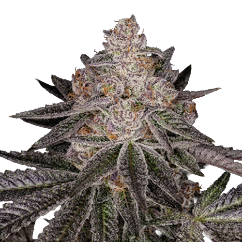 Divine Storm Bud Transparent