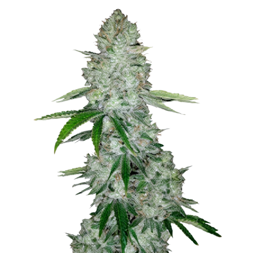 Hidden Alien BUd 2 Transparent