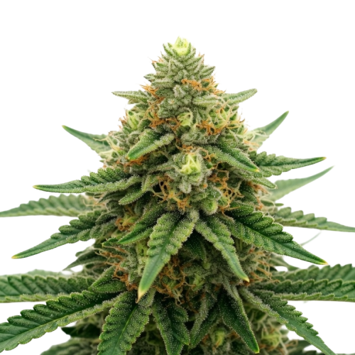 Lemon Berry Candy Bud Transparent