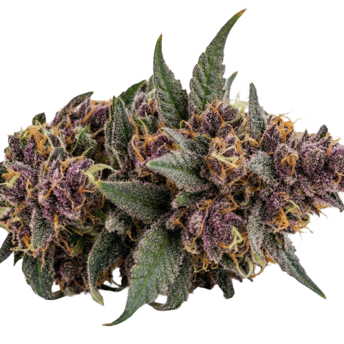 Queen Of The South Bud Transparent