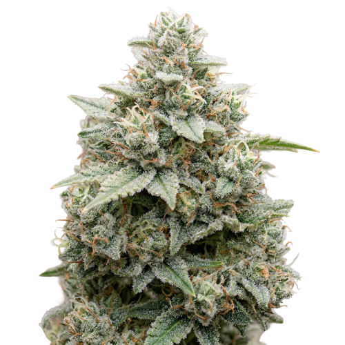 White Widdow Max Bud Transparent