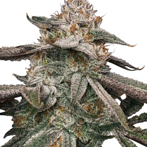 Jungle Diamonds Transparent(fixed)