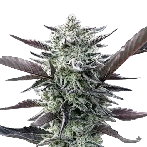 Oreoz Bud transparent (fixed)