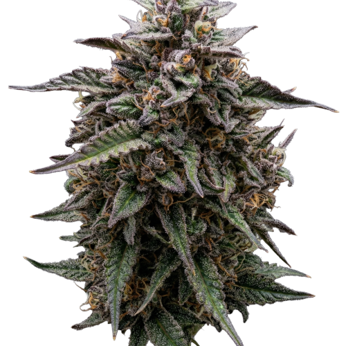 Sticky Situation Transparent(fixed)