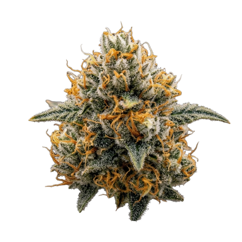 Sugar Cookies Transparent(fixed)